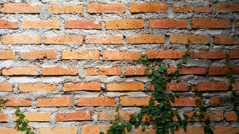 Coatbuttons，在砖墙背景的墨西哥雏菊